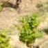 Ridge Vineyards - Lytton Springs