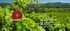 Alexander Valley Vineyards