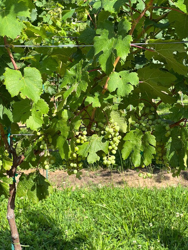 fruit, green, produce, seedless fruit, grape, food