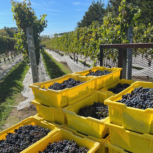 agriculture, grapes, plantation, vineyard, field, grapevines