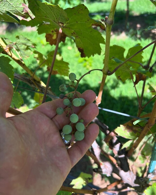 fruit, produce, food, grape, grapes, seedless fruit
