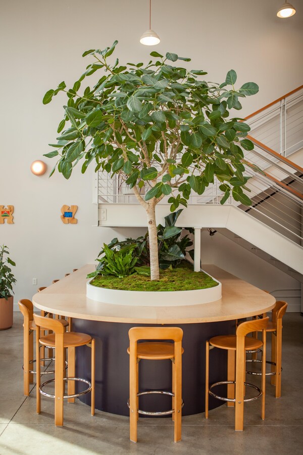 flowerpot, houseplant, shade, wood stain, light fixture