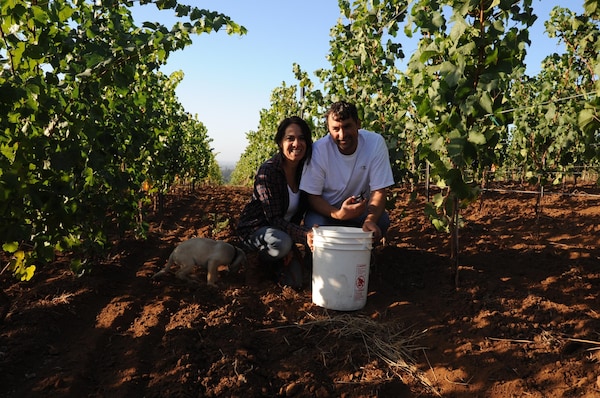 farmworker, agriculture, soil, people in nature, plantation, grapes
