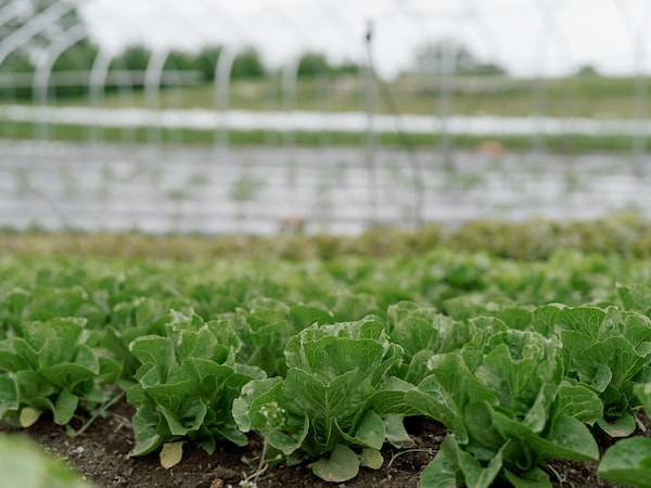 agriculture, plantation, field, crop, leaf vegetable, farm