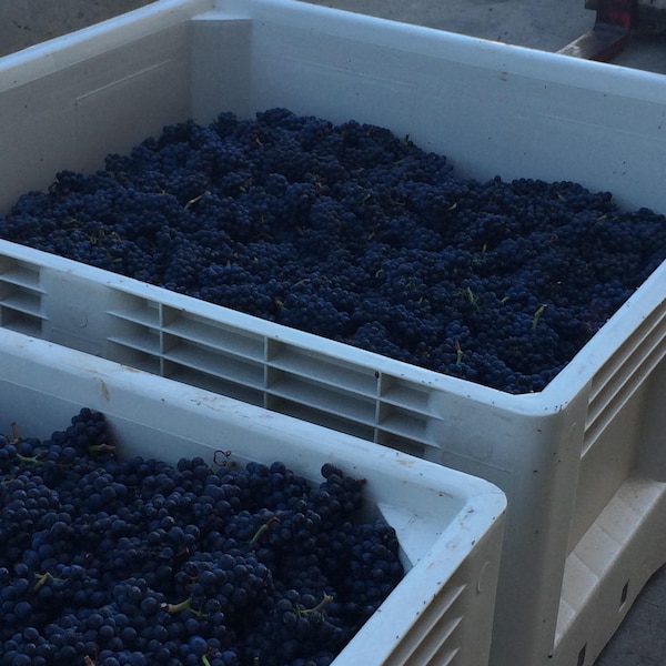 produce, food, fruit, grape, natural foods, grapes
