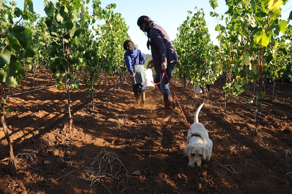 farmworker, agriculture, soil, people in nature, plantation, field
